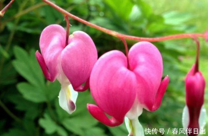 『铁线蕨』养花就养这几款,一年四季开花不断,花大色艳很漂亮,谁养谁爱