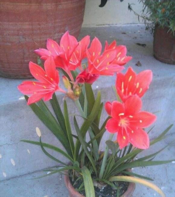  #常漂亮#这是我见过最漂亮的十种种球花，花期长、花色艳，真漂亮