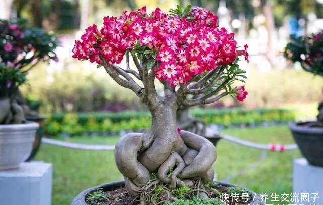  种花养草■此花俗称“最美盆栽花卉”, 再贵也要种2棵, 一年开6