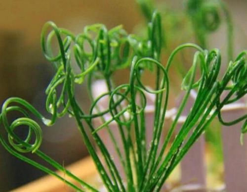  [漂亮]家中必养5种花，好养漂亮花期长，1个月不浇水,长得枝繁叶茂