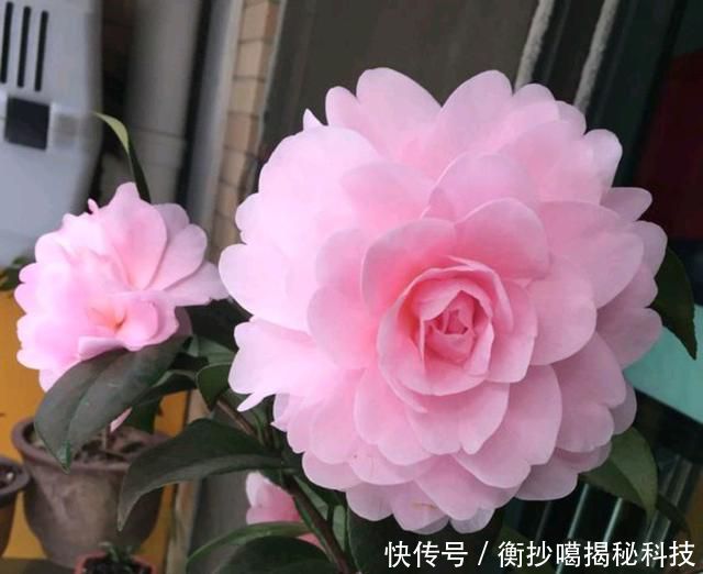 【缺水】地栽茶花的叶片发黄变卷,居然是脱水干死,原因在根部,还能救吗