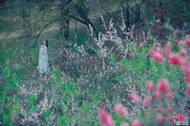 春季花开哪家强？云南16州市最美赏花点看过来！