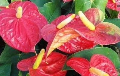  红掌：红掌不开花是什么原因,花小是什么原因