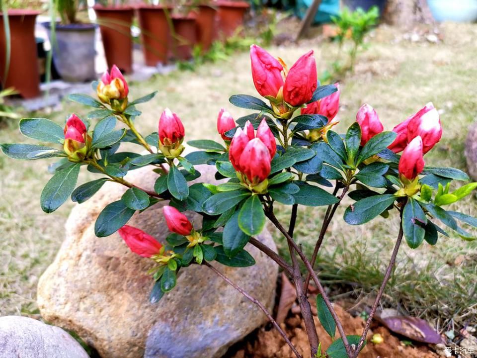  春天@我家的花花草草第十三季-鼠年春天花开满园
