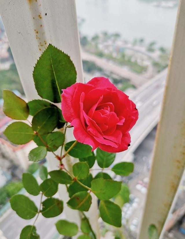 「月季」高温不适合种植爬藤月季,用1招就行啦