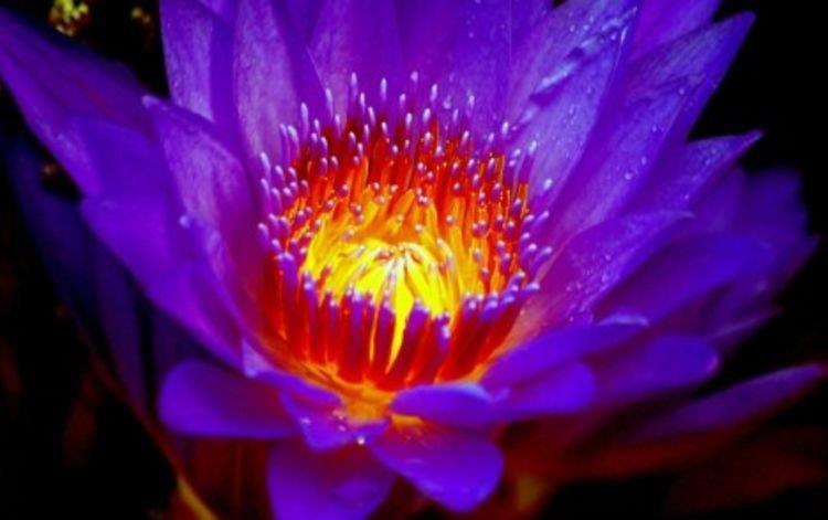#春天#春天养花,不妨养这四款花,花开娇艳美不胜收,一年四季都赏花