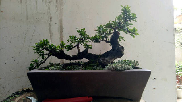 『没商量』小叶鼠李微盆景,剃头开始,换个发型就是帅哥,爱上微盆景没商量