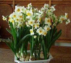 5种你难以拒绝的花草，好养还能净化室内空气，懒人都适合养