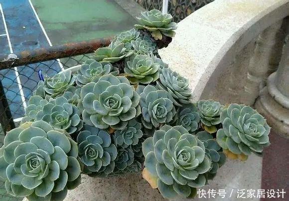  种植经验■多肉玉蝶养活不难，养美要下一番功夫