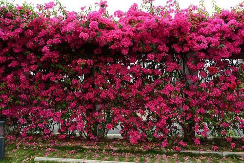  #到了秋天#三角梅“娇生惯养”不开花，虐待一个月，花芽嗖嗖冒，开成大花树