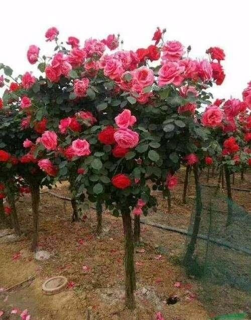  花花■少抽一包芙蓉王，此花也要种1棵，称国内“最美”之花花开3百天