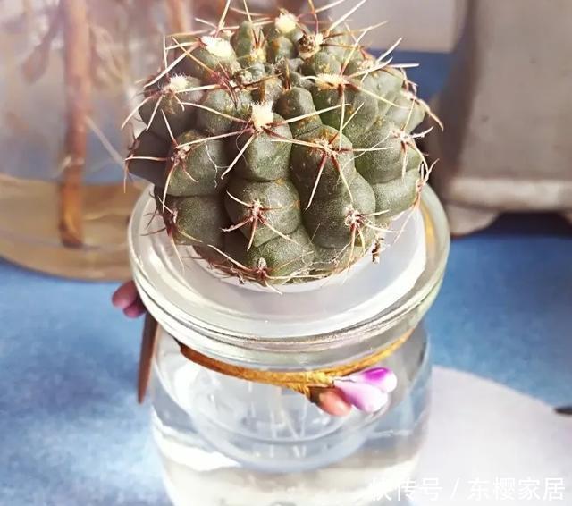 #试试#养不好的花,试试无土水培,几天长出大白根,还能开花呢!