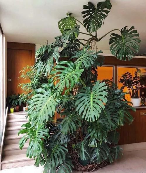  #花盆#室内盆栽：6种耐阴花，高端上档次，叶子越长越大！