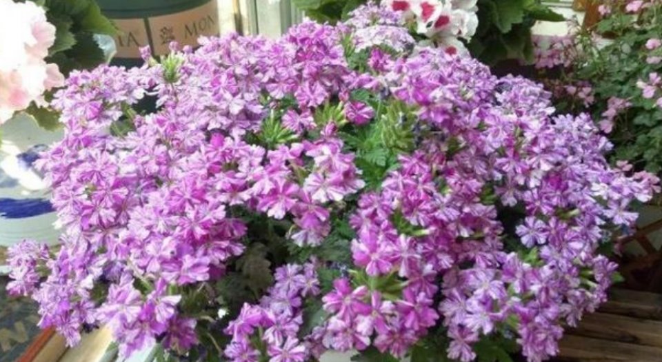 【漂亮】3种花,不仅名字好听,花更漂亮,养在客厅上档次,人见人爱!