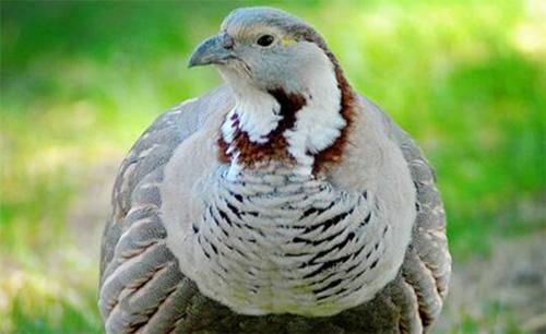 雪鸡生活在喜马拉雅山，占领山头吹口哨炫耀，雏鸟一出生就觅食