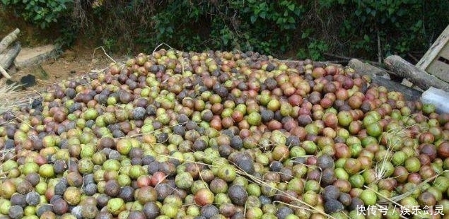 树干不值钱，果实有毒也不能吃，却被农民大量种植