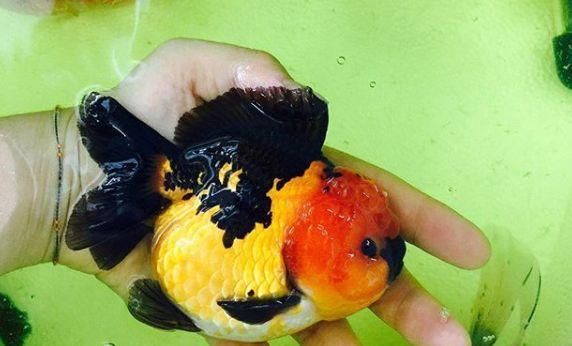  铁包金金@8种鱼，少折腾少喂食，状态反而更好，越养越出彩！