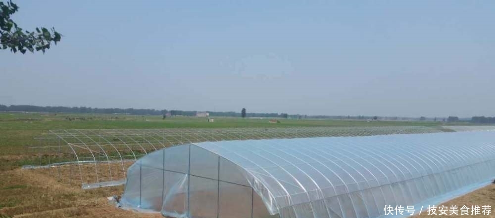  大棚■盖大棚穷三年，农民抱怨不赚钱，以色列的温室大棚为啥这