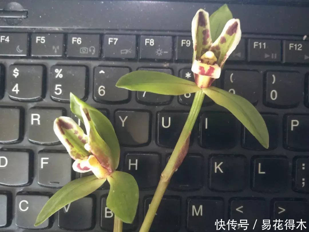  『生长期』兰花生长缓慢或停滞莫急，也许是未到生长时