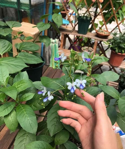  「勋章菊花」养花就养这四款，全年开花不断，花开美观又大气，超妖艳，美