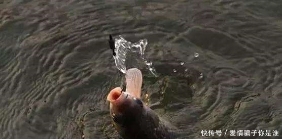 浅水:浅水钓鲫鱼,为啥容易跑鱼?因为这5个地方你搞错了