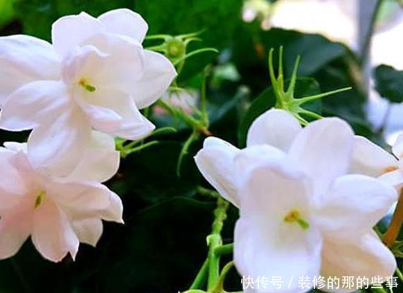 长春花■夏季养护的这些花草,开花不间断,真正开花机器,阳台秒变花园
