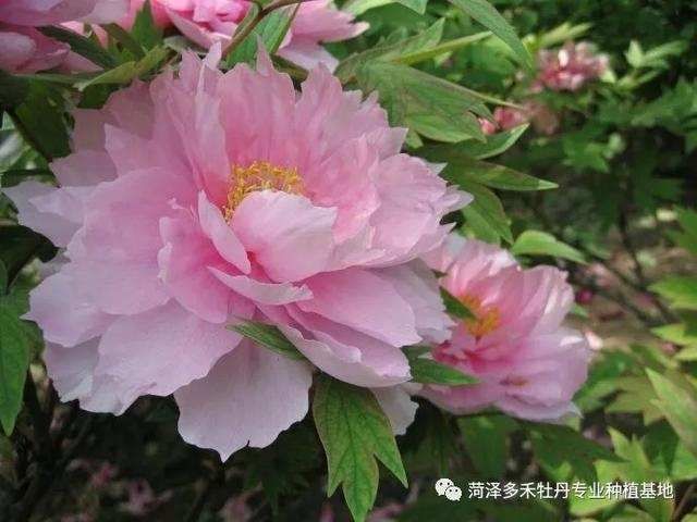 牡丹:教你欣赏牡丹了解牡丹,史上最全面的总结!