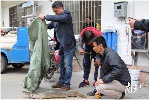 广州白云湖公园“怪鱼”已被捕获，曾引发全城热议