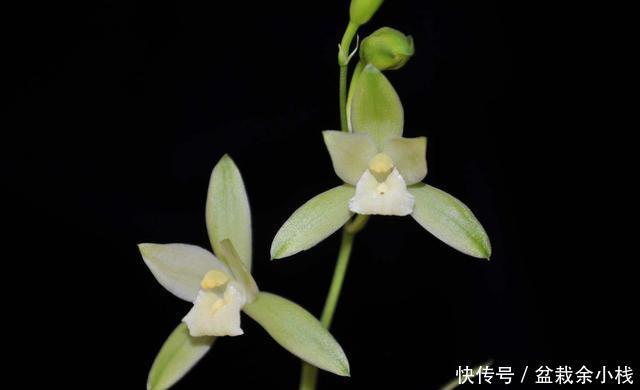  #三角梅#喜欢养花，就选择开花量大能爆盆，颜色艳丽花期长的3种，好养活