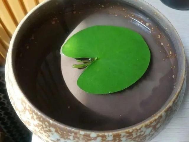  『简直』只用水不用土的植物，一片叶子就开花，简直太神奇了！