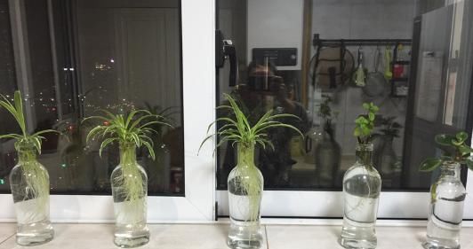  卫生间养■厨房、卫生间，就养6种花，清新去异味！