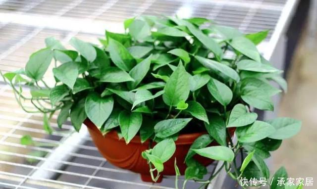 保活:养花小技巧:养花全靠1句话,100%保活!