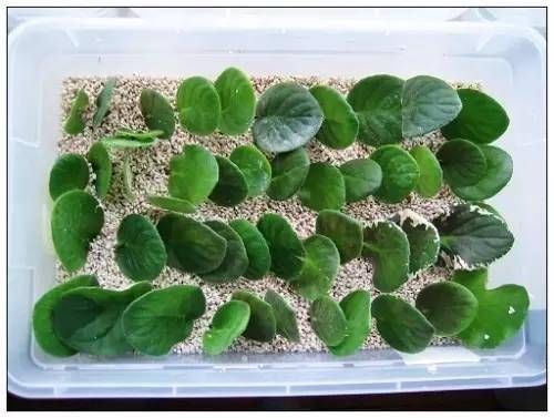  「用叶片繁殖」一片叶子就能繁殖的花卉，你还出去买？