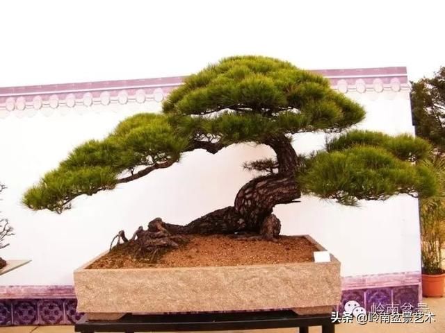 盆景大师都爱玩，山松会否成为下一个热点？
