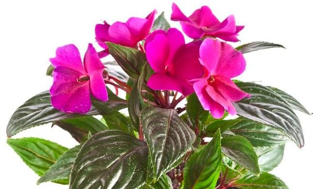 #值得#“4种乡巴佬”摇身变为最美丽的家居花,开花美又好养,值得拥有