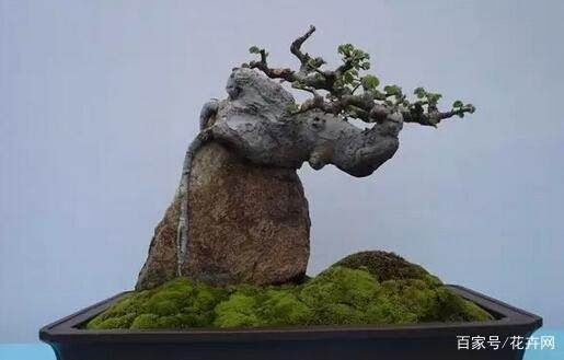 岭南附石盆景制作方法，刚柔并济，寓意独特！