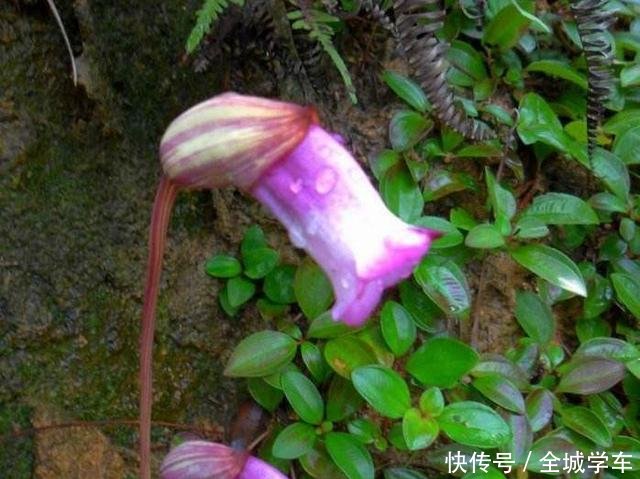  『人称』它极为珍贵，人称“东野菰草”，如今可遇不可求，遇见请重视！