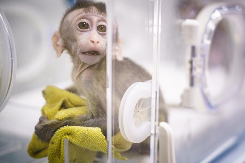 重磅！世界首例生物節律紊亂體細胞克隆猴模型誕生，對疾病研究和藥物研發價值不可估計 科技 第8張