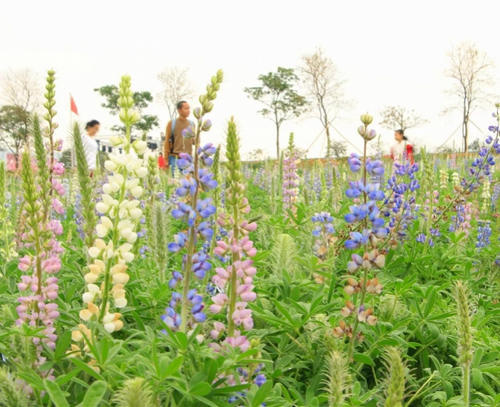 天适樱花悠乐园举行第九届樱花节，赏浪漫樱花海，观梦幻灯光节