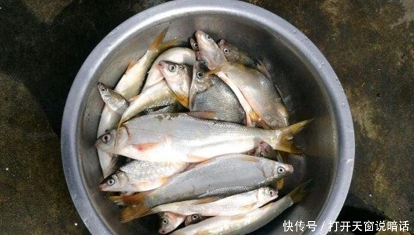  『进食』麦子熟，尾巴黄，初夏手竿钓黄尾鲴，就用这种钓法，鱼儿连竿上！