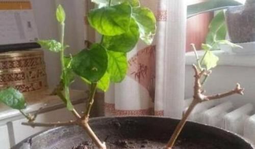 『高温』趁着高温，学会压条繁殖茉莉，可适用于多种植物，1盆变10盆