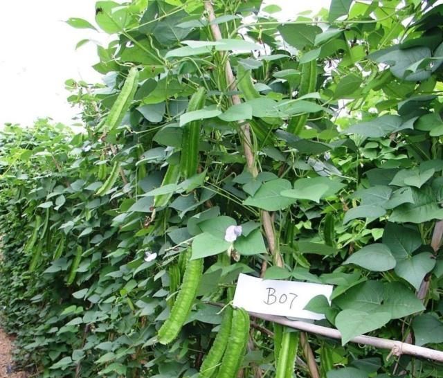  种植|种植四棱豆效益好，亩产4000斤，减去成本一亩能赚四五万块