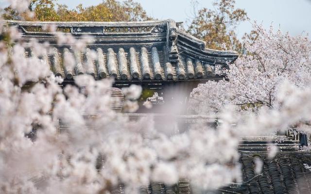 樱花烂漫时，感受江城魅力--武汉之旅
