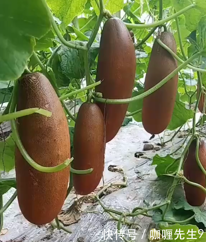 农民种植“果蔬两用”的它，单个重3斤，20元一个，年赚十几万！