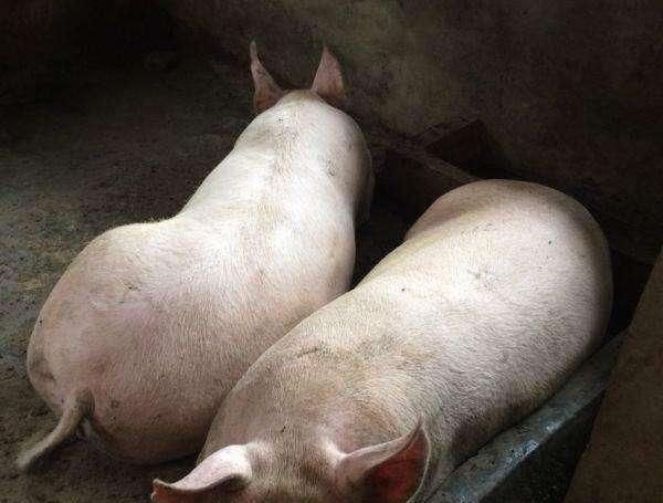  【竞争】有人说三年内将有60%养猪人被淘汰？散养户怎样与规模猪