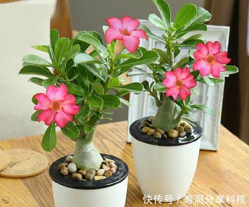  「绿萝」阳台养花选它，花期长达半年，长成老桩开花漂亮，比绿萝还好养