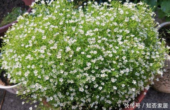  【便宜】买的满天星，长出“空心菜”，春天买花要留神，骗子实在是多