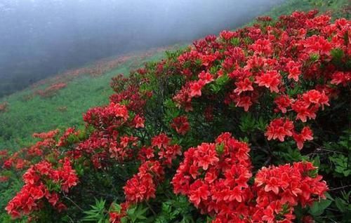 「燃起」余杭燃起“火烧云”,满山的杜鹃花美极了!