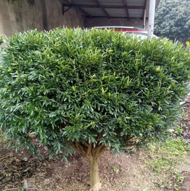  算是■小叶黄杨盆景造型美观层次感强，花蕾去除是要点，算是讲透了