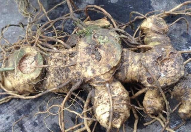  [生姜]在河边，有“1种野草”像生姜，被称为“老虎姜”，奇特、珍贵